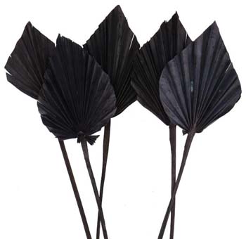 Palm Leaves Spear Dried - Black