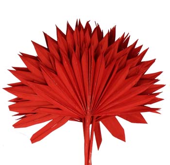Palm Leaves Sun Dried -  Red