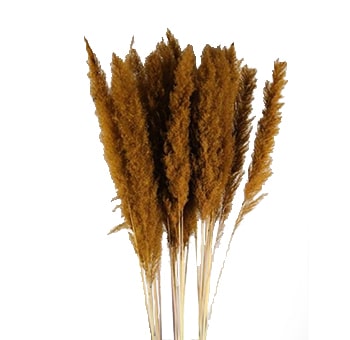 Pampas Grass Brown - Dried