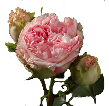 Pashmina Light Pink Garden Roses