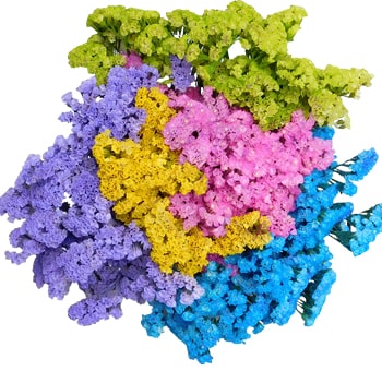 Statice Flower Patel Colors