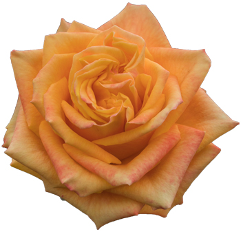 Peach Orange Garden Rose – Paz