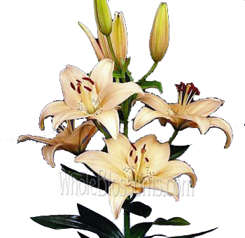 Peach Colored Lilies Asiatic Lily