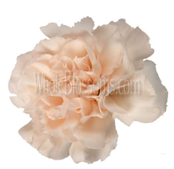 Peach Carnations Overnight Delivery
