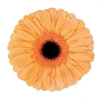 Peach Gerbera Daisy Flowers