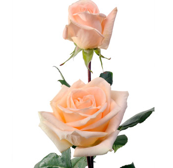 Peach Roses for Valentine's Day