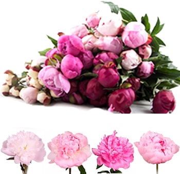 Julie Nielsen: Peony Flowers For Sale Near Me / Peony Flower For Sale