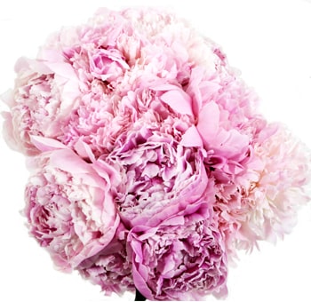 Sarah Bernhardt Peony Pink Flowers