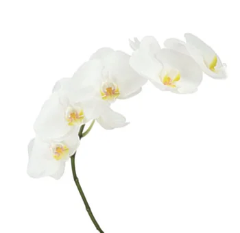 Remarkable White Phalaenopsis Orchid for sale, epitomizing purity, grace, and timeless elegance.