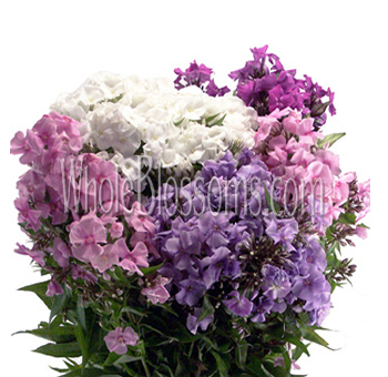 Phlox Flower Assorted - White and Light Pink