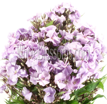 Phlox Lavender Flower