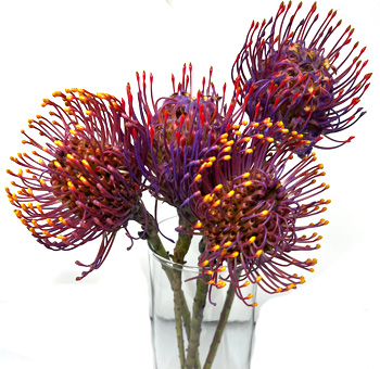Purple Protea