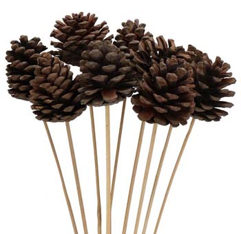 Pine Cone Dried - Natural