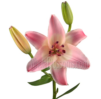 Pink Lily Asiatic Lily
