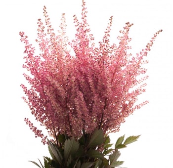 Pink Astilbe Fresh Flowers