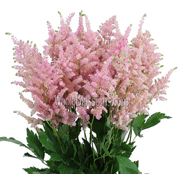 Astilbe Light Pink Fresh Flowers