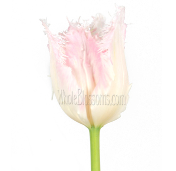 Fringed Blush Pink Tulips