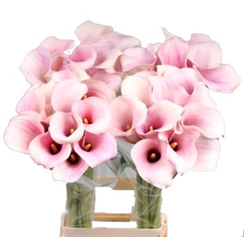 Cream Pink Calla Lily