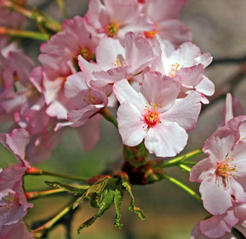 Cherry Blossom Branch – Pink Flowers [1.5-3 Feet]