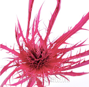 Thistle Eryngium Tinted Pink Flower