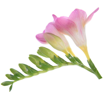 Pink Freesia Flower