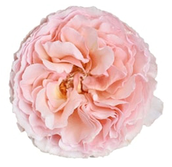 Pink Garden Roses - Princess Charlene
