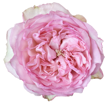 Medium Pink Garden Roses - Wedding Kiss
