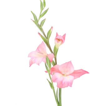Gladiolus Flower Pink - Charming Beauty