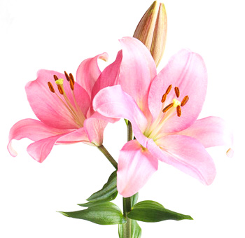 Pink Lily LA Hybrid Lily