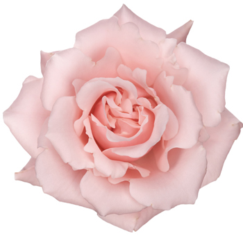 Pink Majolica Garden Rose