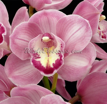 Mini Cymbidium Pink Orchid