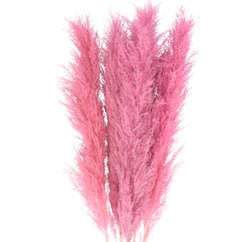Pink Pampas Grass - Dried