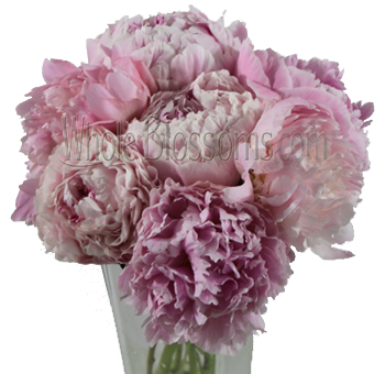 Pink Peony Flower Delivery