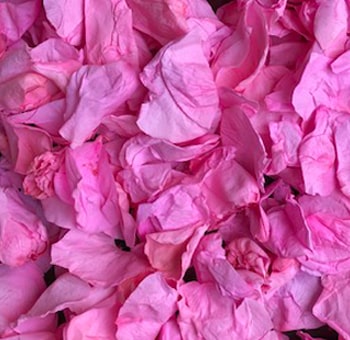 Pink Rose Petals