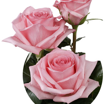Pink Roses for Valentine's Day