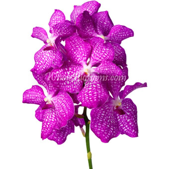 Pink Vanda Orchid Flowers