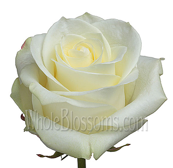 Valentine's Day White Organic Roses