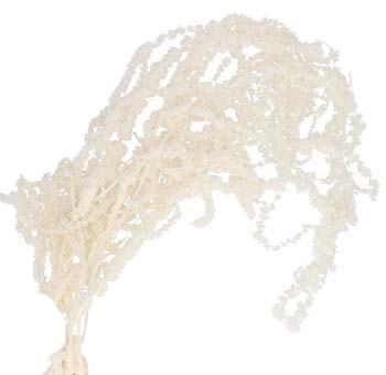 Amaranthus Preserved White