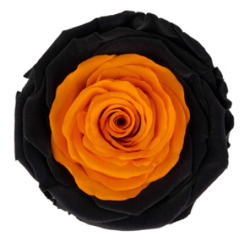 Orange & Black Rose