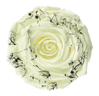 Preserved Roses - Bicolor Glow White [Without Stem]