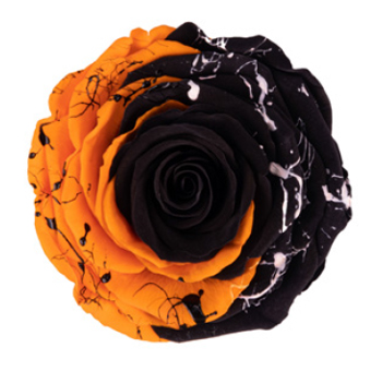 Orange Black Roses Bicolor