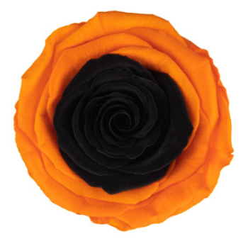 Black Rose - Bicolor