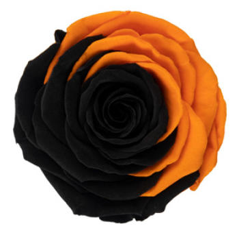 Black Rose Bicolor
