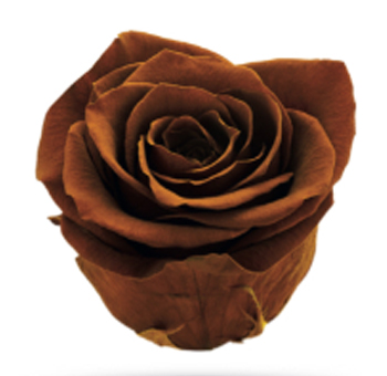 Brown Rose