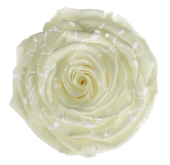 Preserved Roses – White Glow Pigment