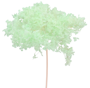 Light Green Hydrangea