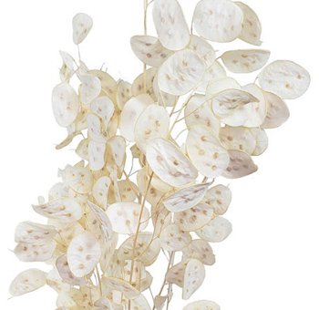 Lunaria - White Preserved Extra Long