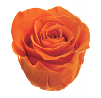 Preserved Roses - Orange [Without Stem]