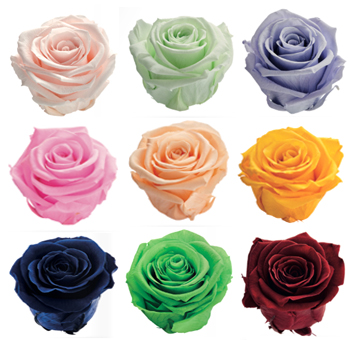Roses - Assorted
