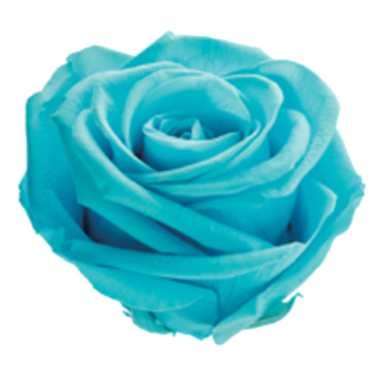 Light Blue Roses